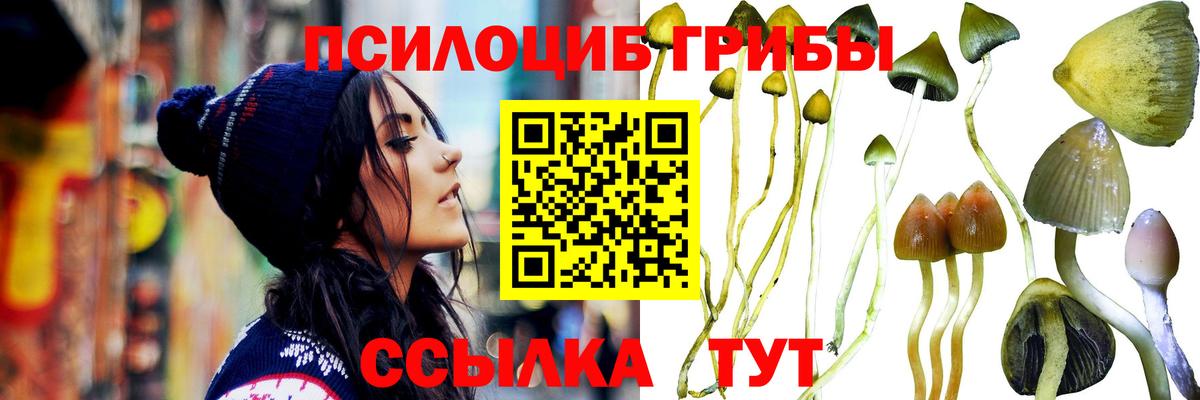 Псилоцибиновые грибы Cubensis  Вход с VPN  купить наркотики цена  Михайловск  Псилоцибиновые грибы мухоморы 